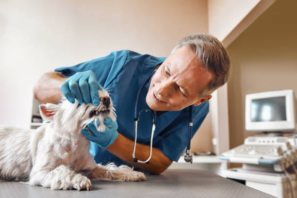Best Emergency Treatment for Dental Infections or Abscesses in Pasadena, MD